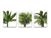 Schilderij  Set 3 Tropische bomen palmboom bananenboom cocosnootboom / Planten / Bladeren / 30x21cm
