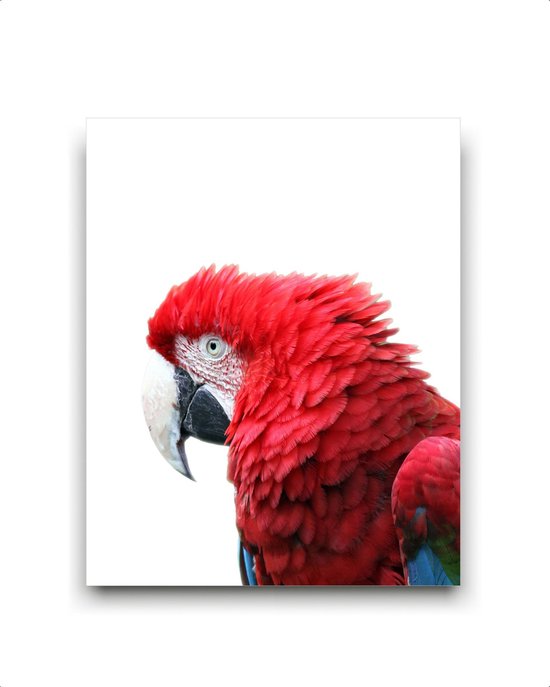 Schilderij  Rode papagaai / Jungle / Safari / 40x30cm