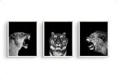 Poster Set 3 Safari Leeuw Tijger Leeuwin Brul  -  zwart / wit -  80x60cm - Safari Jungle Dieren - Muurdecoratie