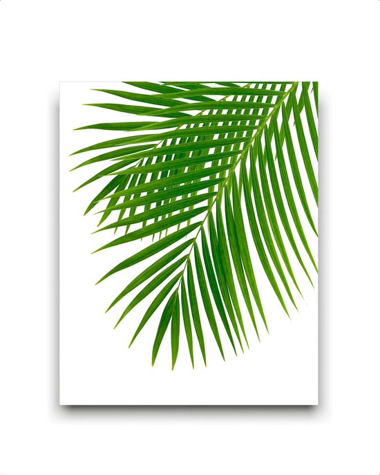 Schilderij  Tropisch palmboom blad rechts - gekleurd / Planten / Bladeren / 50x40cm