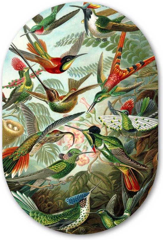 Muurovaal muursticker Kolibries Meesterwerk van Ernst Haeckel - WallCatcher | Behangsticker 70x105 cm | Ovalen schilderij | Wandovaal Kunstwerk Kolibries