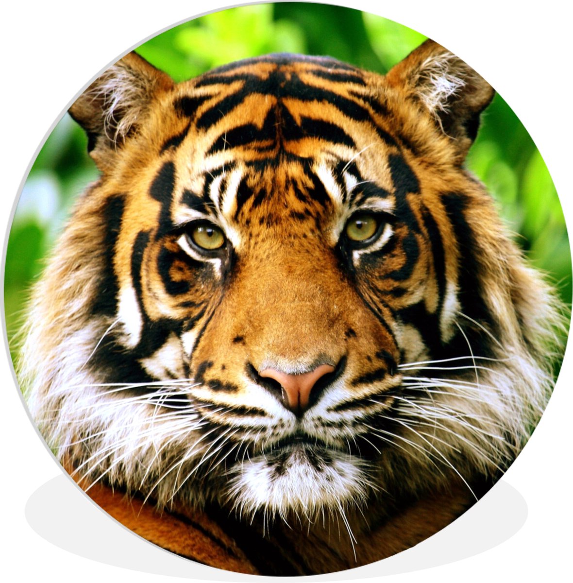 Tapis Mural Imprimé Tigre 3D - 70 X 100 Cm, Polyester Doux, Décoration Chambre, Salon, Bureau