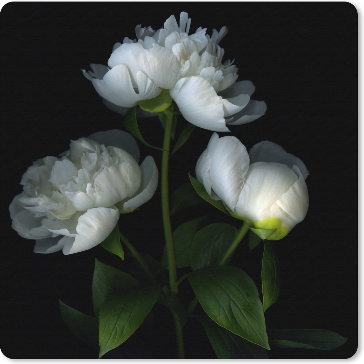 Muismat XXL 80x80 cm - Bureau onderlegger - Bureau mat Witte pioenrozen met een zwarte achtergrond - Bureaumat - Gaming mousepad xl - Bureaulegger groot - Computer deskmat