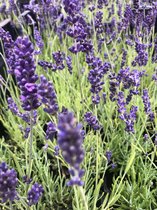 4x Lavandula angustifolia Hidcote XL - Lavendel in 3 liter pot