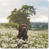 Muismat XXL - Bureau onderlegger - Bureau mat - Hond - Bloemen - Weide - 50x50 cm - XXL muismat