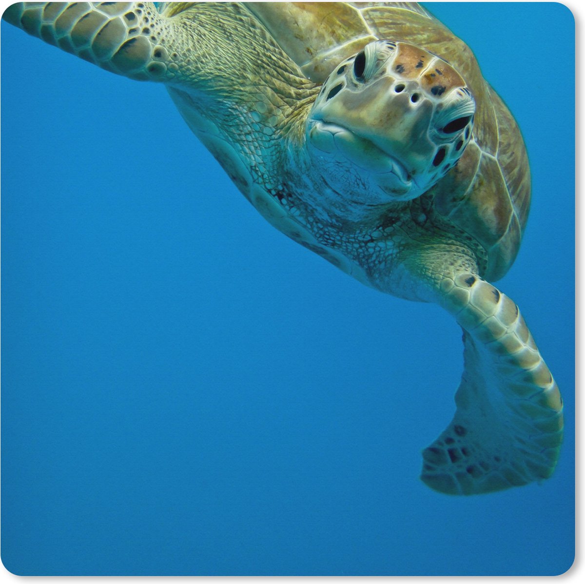 Muismat XXL - Bureau onderlegger - Bureau mat - Fotoprint oogcontact met schildpad - 50x50 cm - XXL muismat