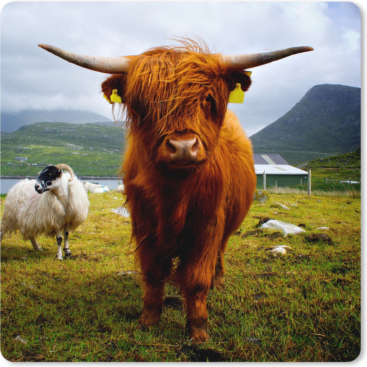 Muismat XXL 60x60 cm - Bureau onderlegger - Bureau mat Schotse hooglander - Licht - Schapen - Bureaumat - Gaming mousepad xl - Bureaulegger groot - Computer deskmat