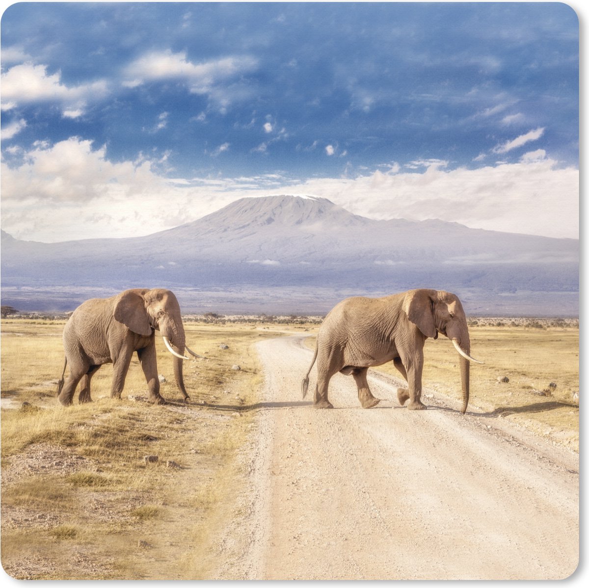 Muismat XXL 60x60 cm - Bureau onderlegger - Bureau mat Drie overstekende olifanten - Bureaumat - Gaming mousepad xl - Bureaulegger groot - Computer deskmat