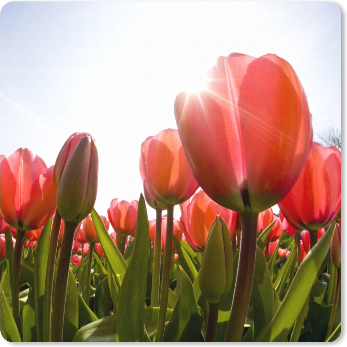 Muismat XXL 60x60 cm - Bureau onderlegger - Bureau mat Bloemen - Tulpen - Zon - Bureaumat - Gaming mousepad xl - Bureaulegger groot - Computer deskmat
