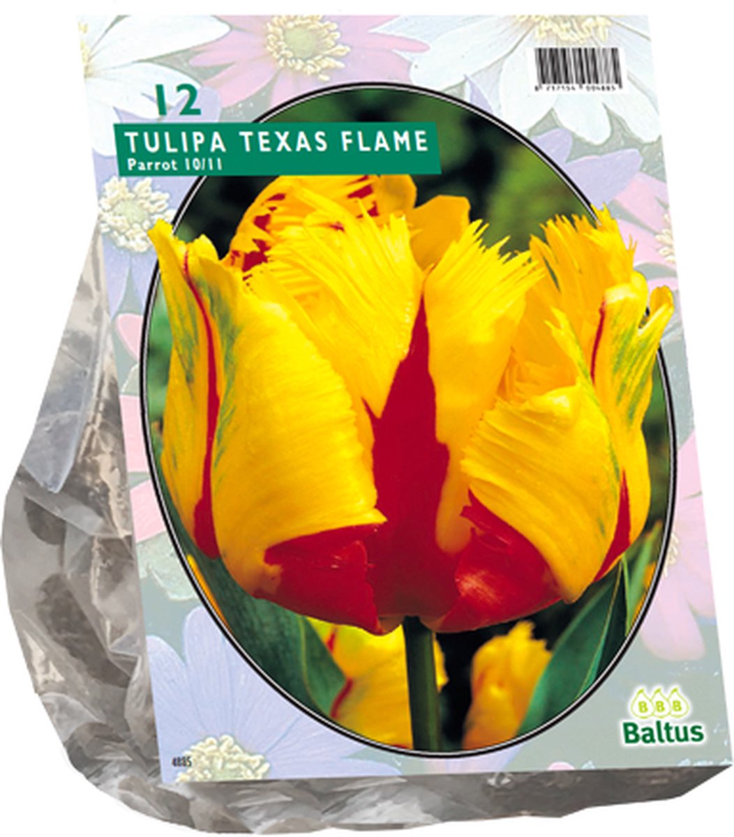 Tulpenbol Texas Flame - Parkiettulp - 2x12 stuks