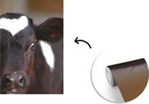Papier peint photo veau vache frison nouveau-né en vinyle largeur 190 cm x hauteur 280 cm - Tirage photo sur papier peint (disponible en 7 tailles)