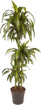 Plant in a Box - Dracaena fragrans 'Hawaiian Sunshine' - Pot 24cm - Hauteur 130-140cm - Plante d'intérieur tropicale purificatrice d'air - Arbre à sang de dragon