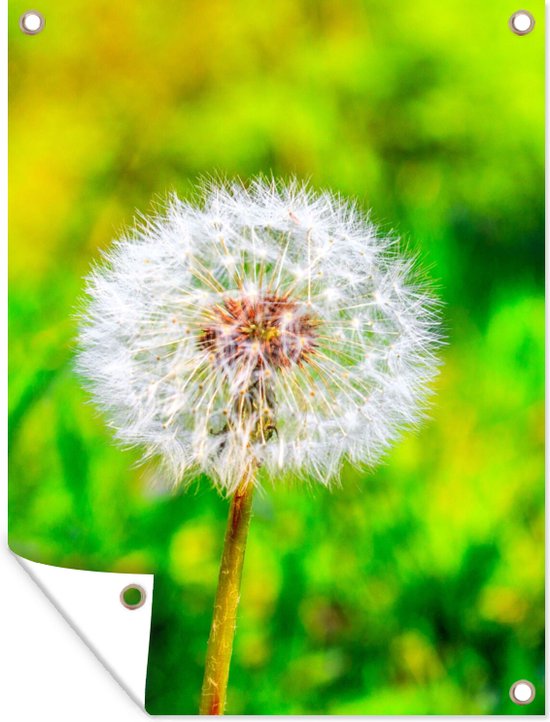 Tuinposter - Paardenbloem - Pluizen - Bloem - Gras - Groen - 90x120 cm - Wanddecoratie buiten - Tuin - Muurdecoratie - Tuindecoratie - Tuindoek - Buitenposter