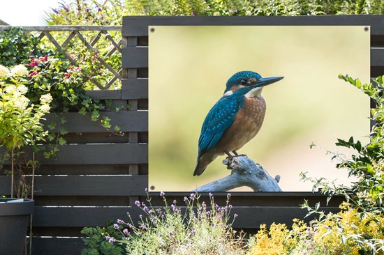 Affiche de Jardin Martin-pêcheur - Branche - Vogel - 200x200 cm - Toile de jardin