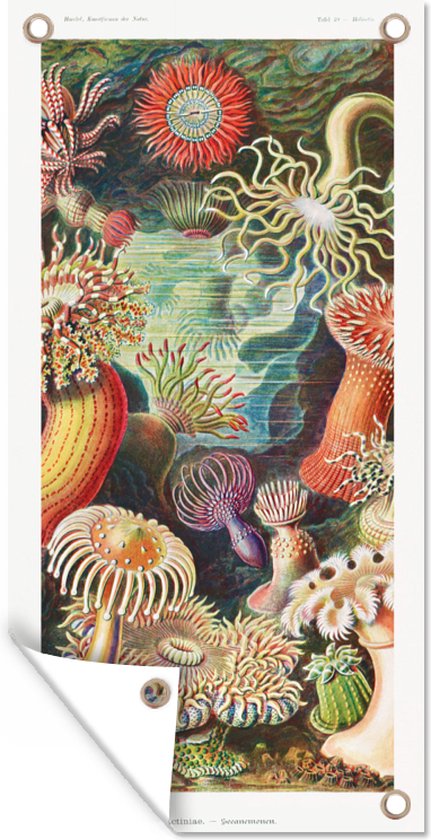 Tuinposter - Schuttingdecoratie - Retro - Kunst - Koraal - Ernst Haeckel - Tuindecoratie - Tuin - 30x60 cm - Tuindoek - Buitenposter