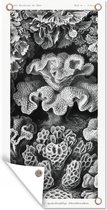 Tuinposter - Koraal - Kunst - Vintage - Tuin - Ernst Haeckel - 30x60 cm - Tuindoek - Tuindecoratie