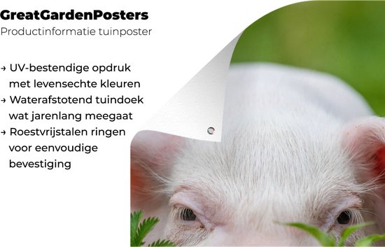 Affiche de jardin - Cochon - Herbe - Animaux - Vert - Jardin - Peinture de jardin - 40x60 cm - Décoration murale - Décoration murale - Toile de jardin - Affiche d'extérieur