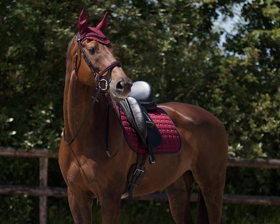 QHP Oornetje Florence - maat Cob - bordeaux — afbeelding 4
