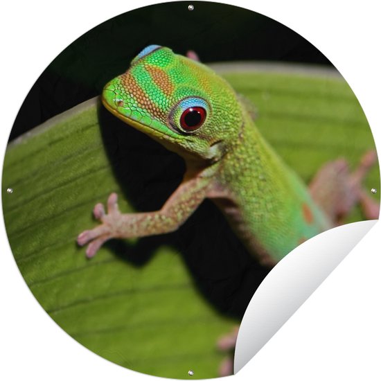Tuincirkel Baby gekko kijkt in de camera - 90x90 cm - Ronde Tuinposter - Buiten
