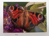 kleintje fotografie Vlinder wenskaart (beterschap, sterkte , opkikkertje, zomaar )