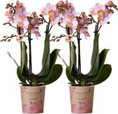 Kolibri Orchids | COMBI DEAL van 2 Roze phalaenopsis orchideeën - Andorra - potmaat Ø9cm | bloeiende kamerplant - vers van de kweker