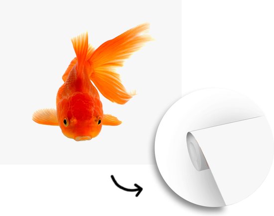Papier peint Papier peint photo en vinyle - Poisson rouge devant un fond blanc largeur 240 cm x hauteur 240 cm - Tirage photo sur papier peint (disponible en 7 tailles)