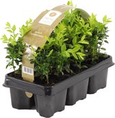 Buxus Sempervirens | 0,5 meter Haagbuxes per sixpack - Buitenplant in sixpack ⌀9 cm - ↕20 cm