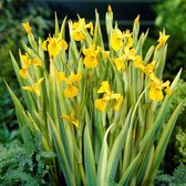 Iris 'Pseudacorus' – Gele Lis – Vijverplant – Onderhoudsvriendelijk – Zone 2-3 – ⌀9cm - 20-30cm