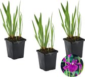 3x Iris 'Kaempferi' – Japanse Iris – Vijverplant –Winterhard – ⌀9 cm - 20-30 cm
