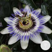 Passiflora caerulea – Passiebloem – Klimplant – Winterhard - ⌀15 cm -  60-70 cm