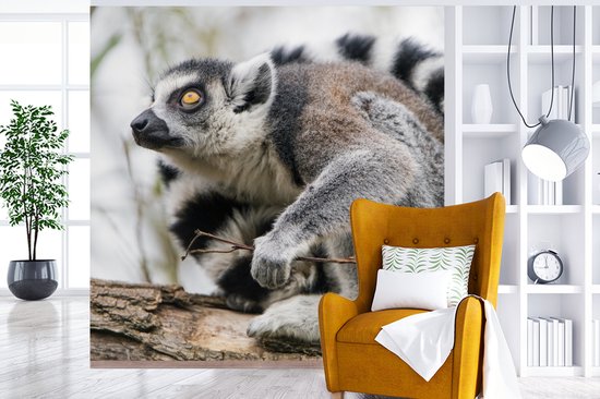 Papier Peint - Papier peint photo Singe - Arbre - Lémurien à queue annelée - Largeur 300 cm x Hauteur 300 cm
