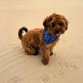 Honden Bandana halsband - Sjaal en Halsband in één - voor Groot en Kleine honden - Blauw - Dog Bandana Collar - Scarf and Collar in one - For Big and Small Dogs - Blue