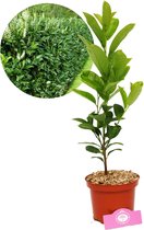 Prunus laurocerasus ‘Rotundifolia’ laurier, 2 liter pot