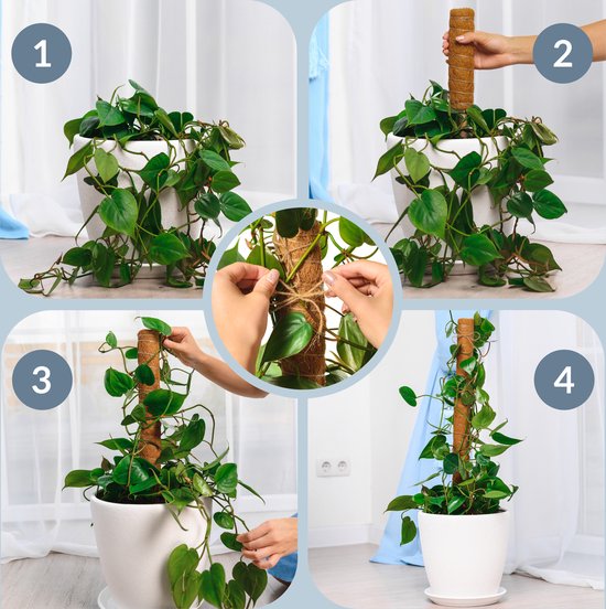 Vier stappen om een plant met mosstok te laten groeien: 1. Plant. 2. Mosstok. 3. Vastbinden. 4. Resultaat.