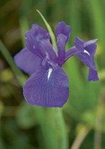 6 x  Iris laevigata - JAPANSE LIS, JAPANSE WATERIRIS - pot 9 x 9 cm