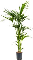 Kentia palm forsteriana ballina hydrocultuur plant