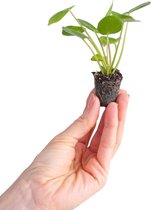 PLNTS - Baby Pilea Peperomioides Pannenkoekenplant (Pannenkoekenplant) - Kamerplant - Stekplantje 2 cm - hoogte 15 cm