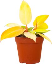 PLNTS - Philodendron Prince Of Orange - Kamerplant - Kweekpot 12 cm - Hoogte 10 cm