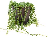 PLNTS - Senecio Rowleyanus - Kamerplant - Kweekpot 12 cm - Hoogte 20 cm