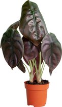 PLNTS - Alocasia Red Secret (Olifantsoor) - Kamerplant Spiegelplant- Kweekpot 12 cm - Hoogte 30 cm