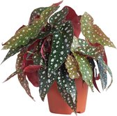 PLNTS - Begonia Maculata - Stippenplant - Kweekpot 12 cm - Hoogte 20 cm