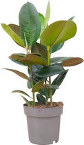 PLNTS - Ficus Elastica Robusta (Vijg) - Kamerplant Rubberboom- Kweekpot 27 cm - Hoogte 100 cm