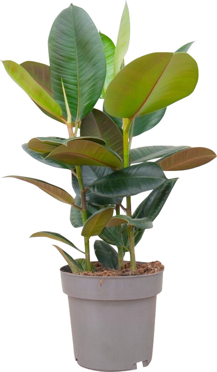 PLNTS Ficus Elastica Robusta (Vijg) Kamerplant Rubberboom- Kweekpot 27 cm Hoogte 100 cm