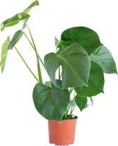 PLNTS - Monstera Deliciosa - Kamerplant Gatenplant - Kweekpot 17 cm - Hoogte 65 cm