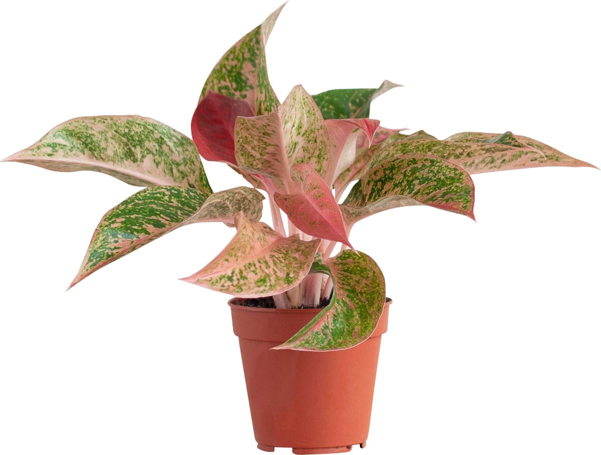 PLNTS - Aglaonema Prosperity (Chinese Evergreen) - Kamerplant - Kweekpot 12 cm - Hoogte 25 cm