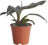 PLNTS - Philodendron Imperial Red - Kamerplant - Kweekpot 14 cm - Hoogte 30 cm