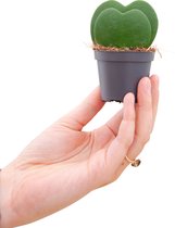 PLNTS - Baby Hoya Kerrii (Wasbloem) - Kamerplant Hartjesplant - Kweekpot 6 cm - Hoogte 10 cm