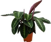 PLNTS - Calathea Warscewiczii (Gebedsplant) - Kamerplant - Kweekpot 19 cm - Hoogte 60 cm