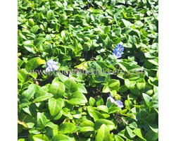 24x (stuks) Vinca minor 9cm pot - Bodembedekker - Tuinplant - Winterhard - Groenblijvend - Groen - Maagdenpalm