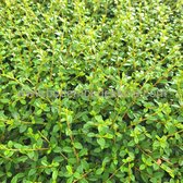 24x (stuks) Cotoneaster 'Coral Beauty' 9cm pot - Bodembedekker - Vaste plant - Tuinplant - Winterhard - Groenblijvend - Groen - Dwergmispel